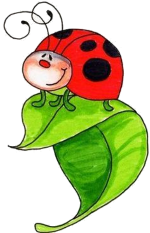a lady bug